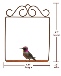 Hummingbird Swing
