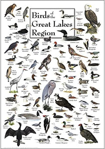 Birds of the great Great Lakes Region Poster
