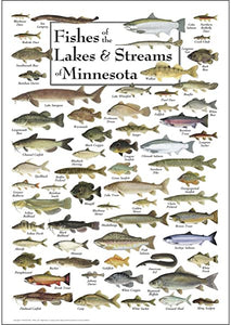 Fishes of the Lakes & Streams of Minnesota Poster